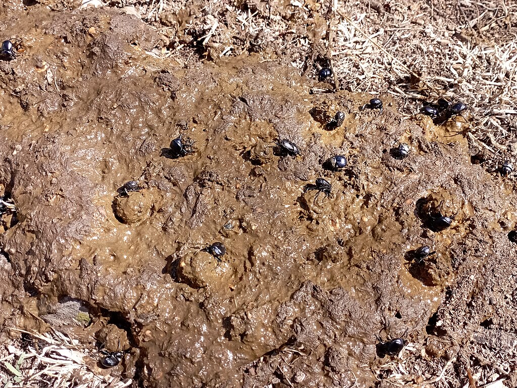 Canthon humectus on dirt