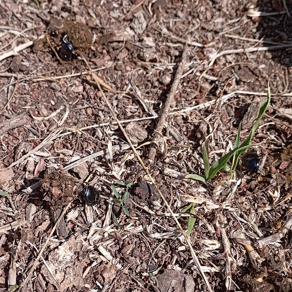 Canthon humectus on land