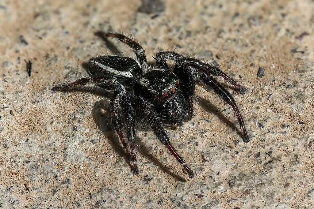 Jumping spider on concrete
