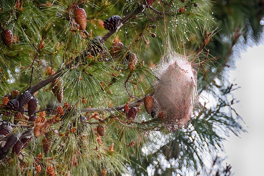 Caterpillar cocoon on a pine