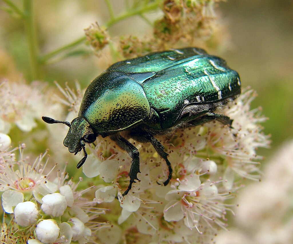 Cetonia aurata on a flower
