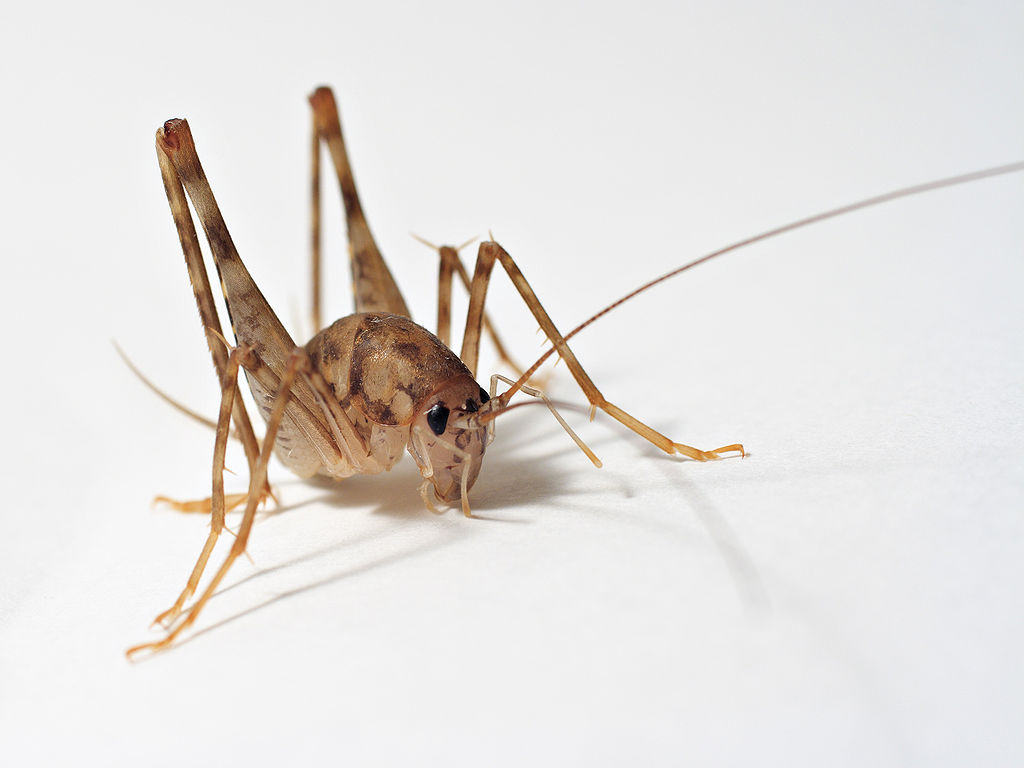 Camel cricket in white background