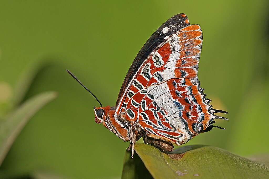Butterfly on a leaf