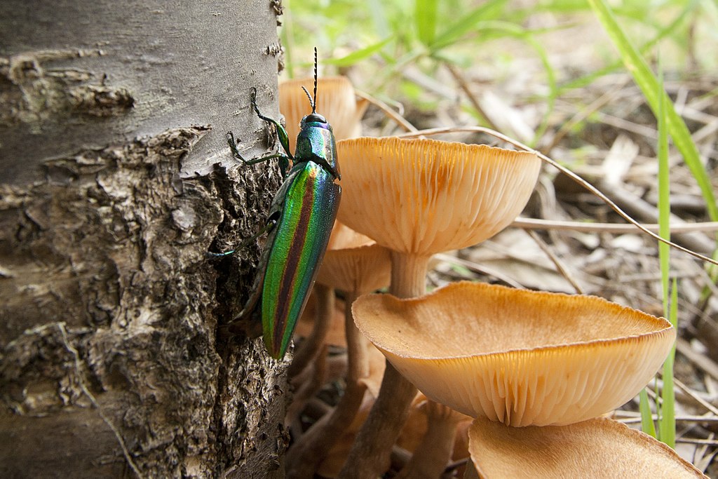 A jewel beetle beside the mushrooms