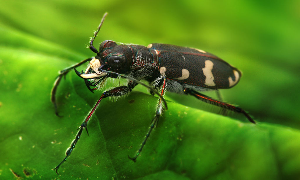 A tiger beetle on the leaf, close-up