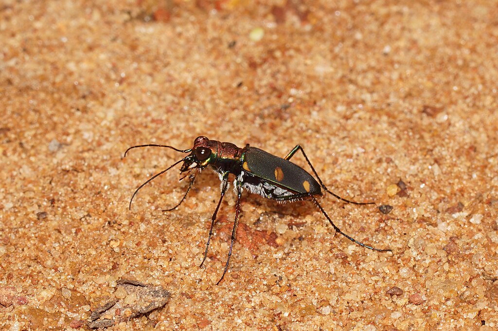 Tiger beetle on the sand