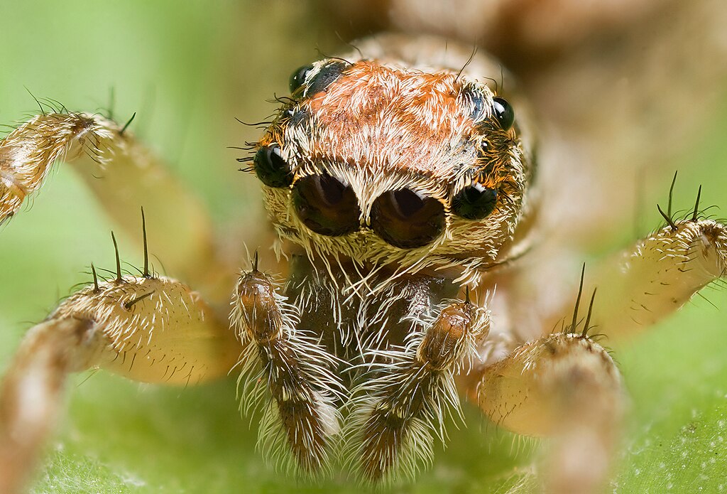 A close-up capture of a spider