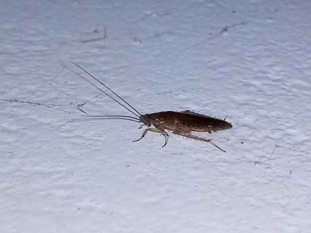 A cockroach on a white surface