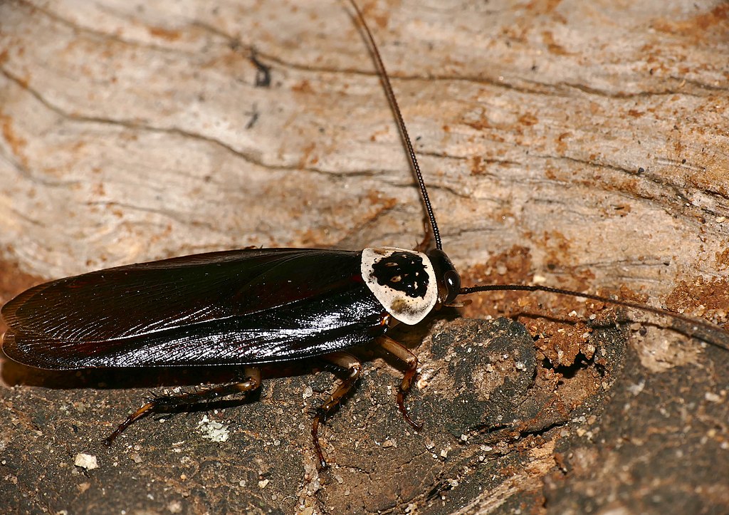 A cockroach on land