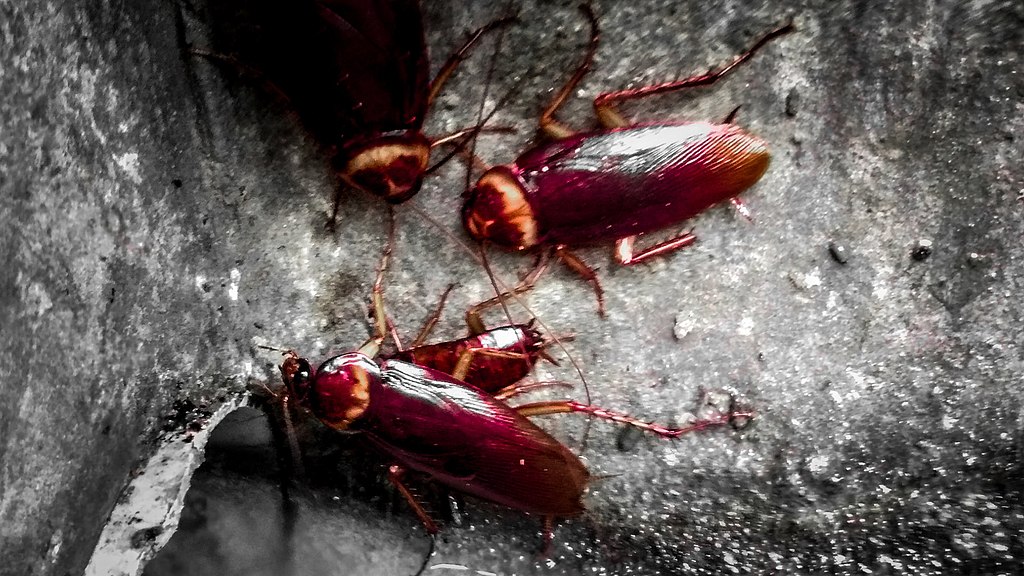Cockroaches crawling together