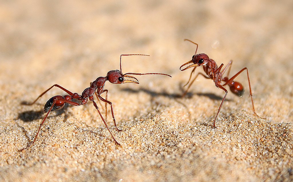 Ants on the sand, communicating
