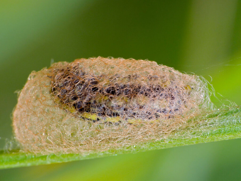 Day-flying moth cocoon with caterpillar