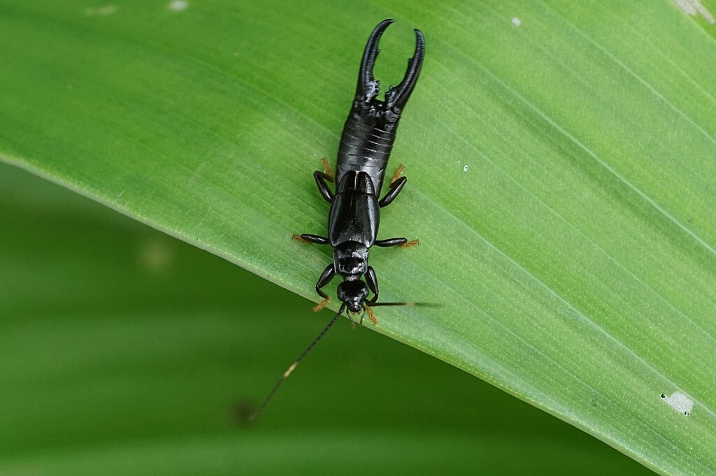 An earwig on the leaf