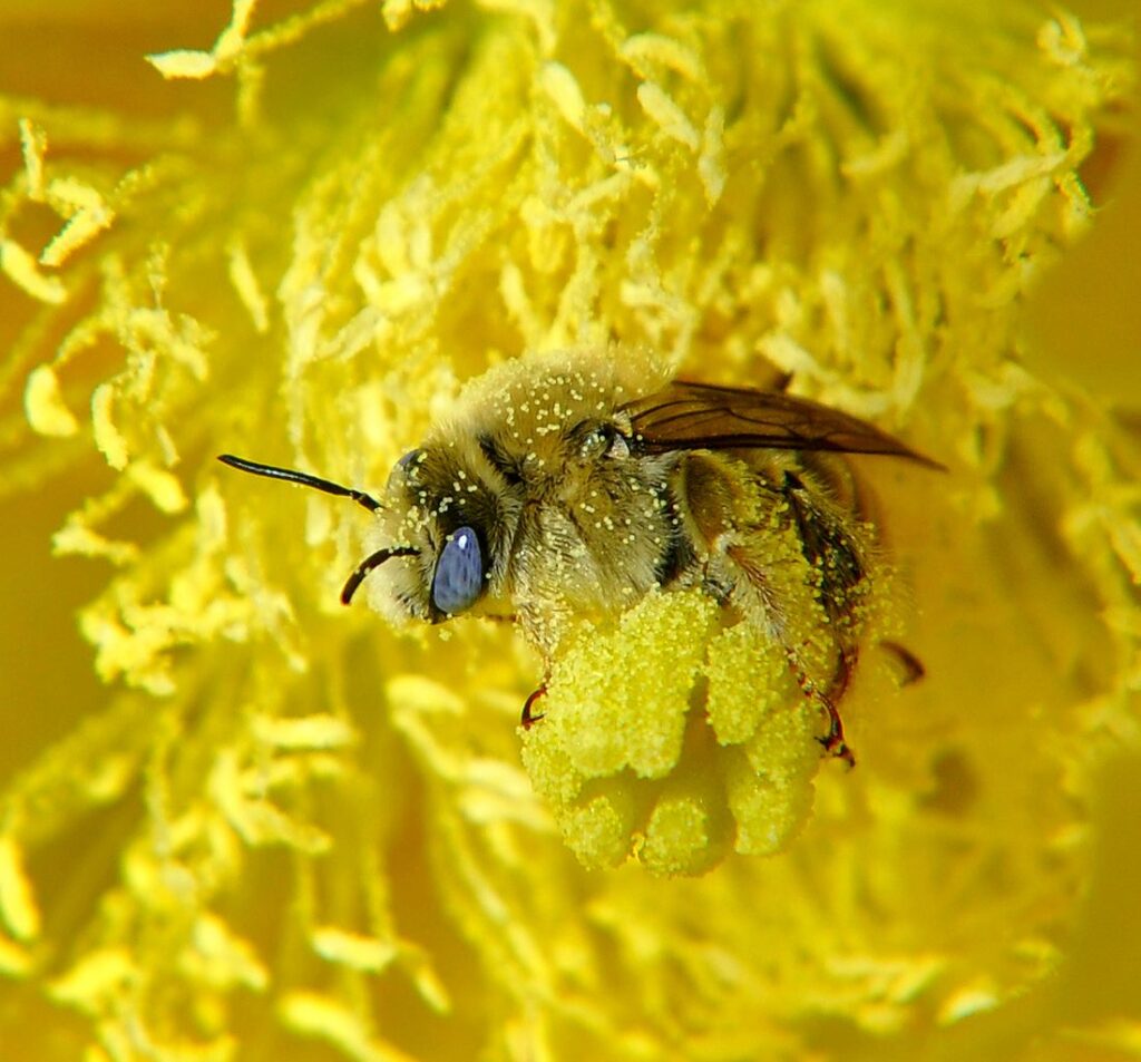 Diadasia bee straddles Opuntia engelmannii cactus flower carpels