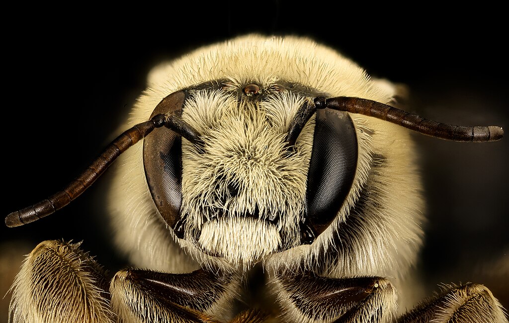 Diadasia rinconis face close-up