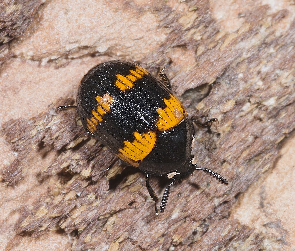 Diaperis boleti, on the bark of oak tree