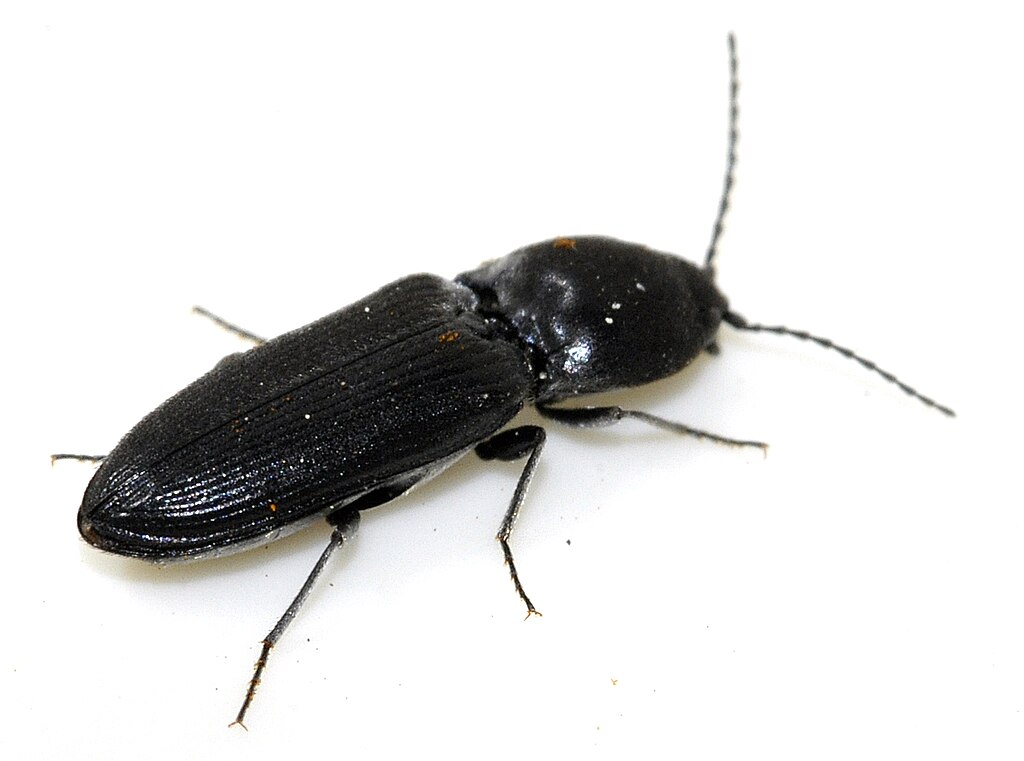 A beetle with black elytra