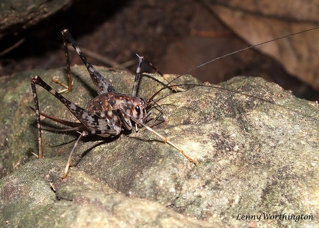 Camel cricket on a rock