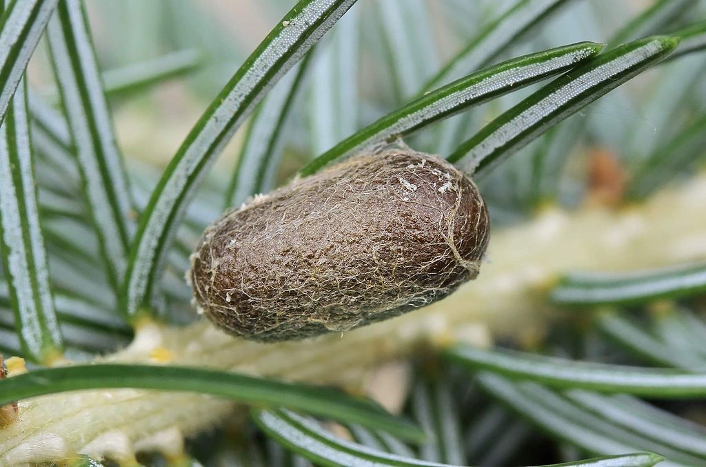 A picture of a Diprion pini in its cocoon.