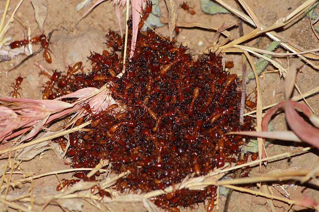 Dorylus, also known as driver ants, together