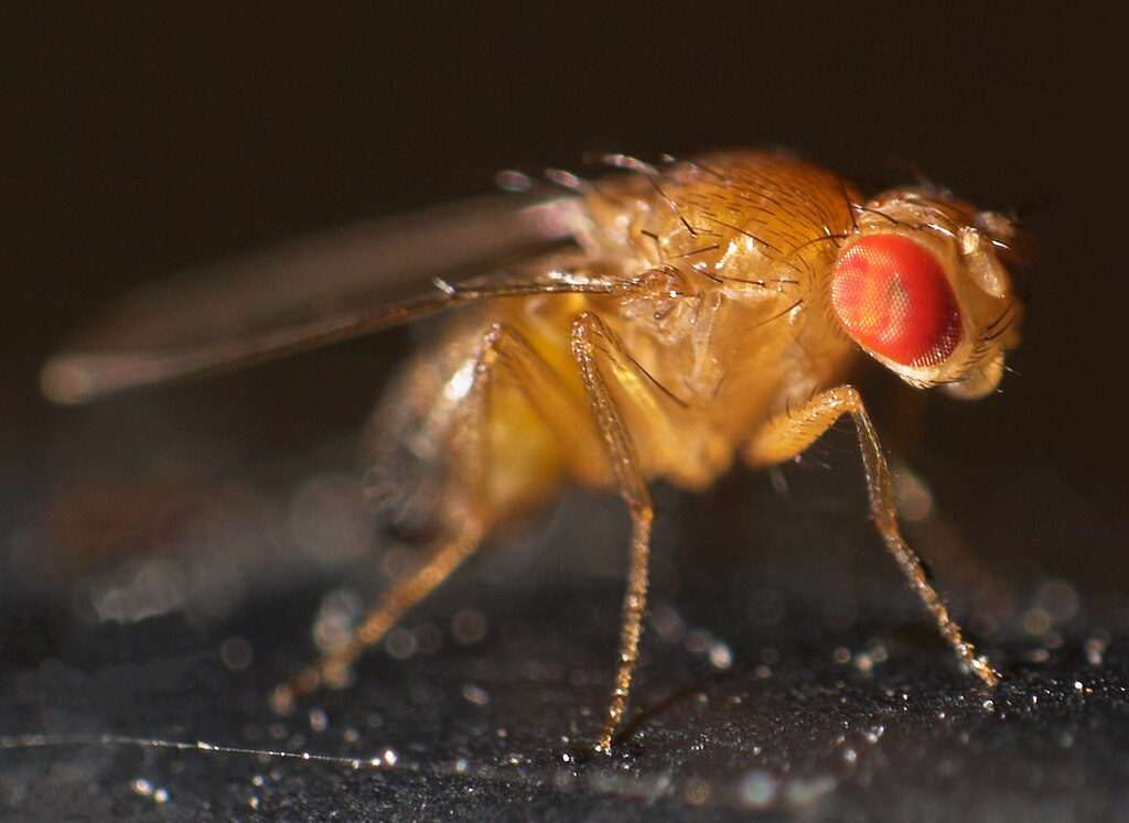Drosophila melanogaster  on a black background