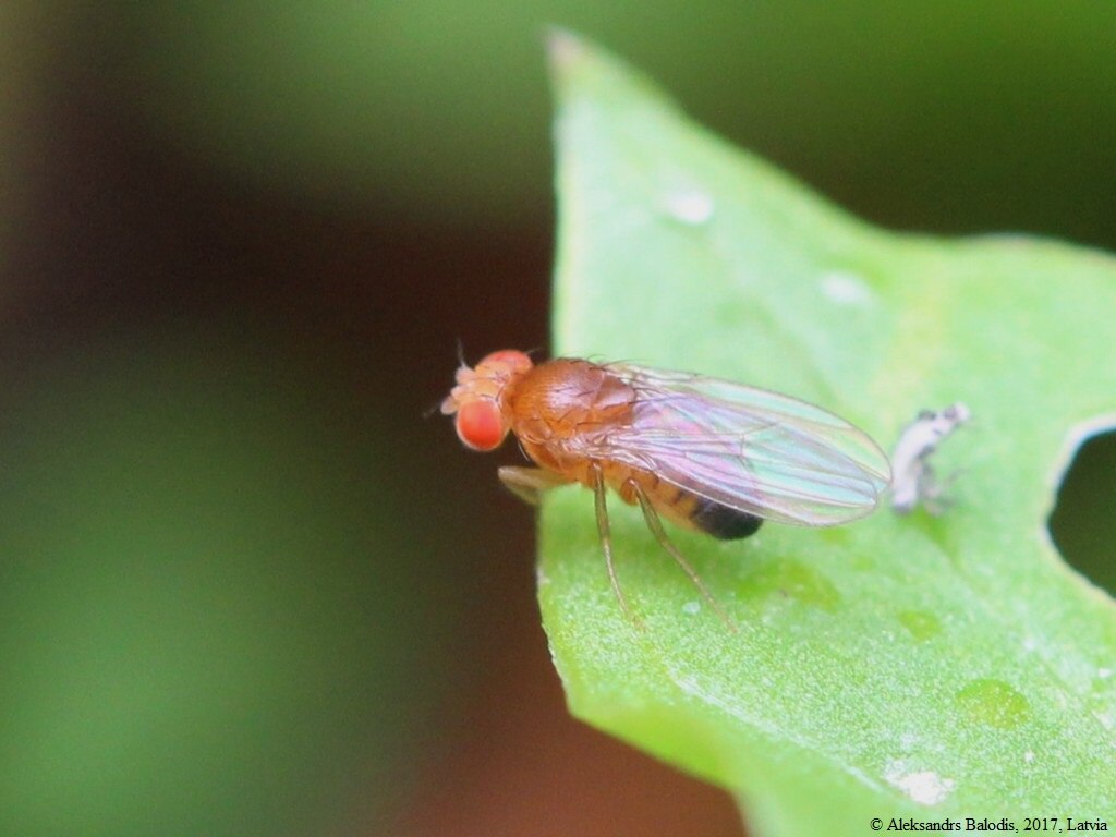 Drosophila melanogaster on the tip of a leaf