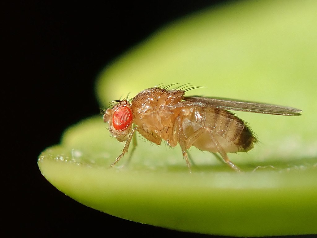 Drosophila melanogaster on a green fruit