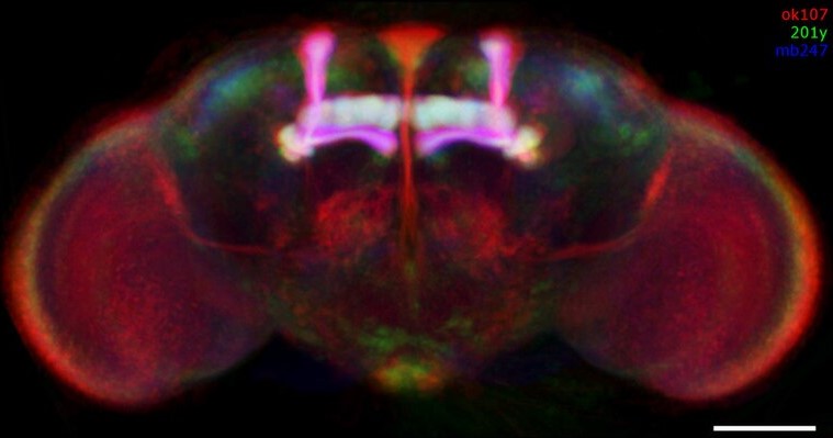 Drosophila melanogaster brain expression patterns