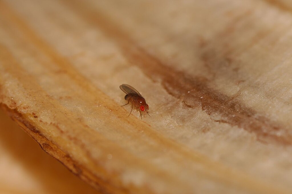Drosophila melanogaster on a banana peel