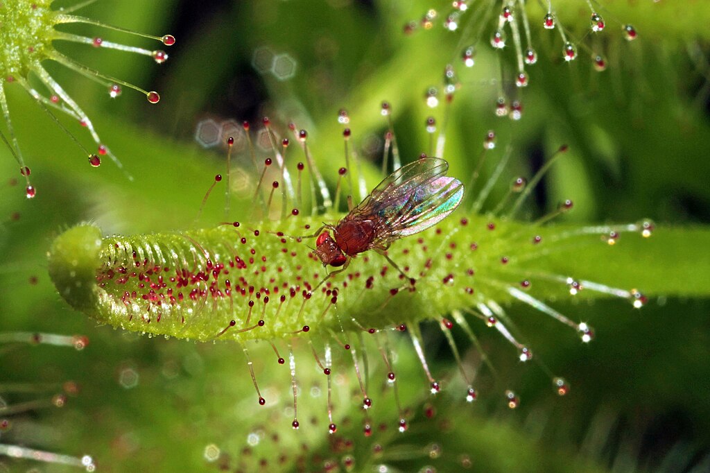 Fruit fly on a green, spiny plant