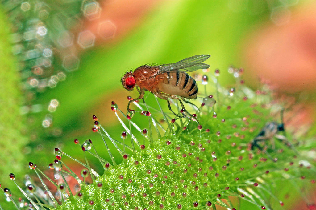 Drosophila melanogaster on a green, spiny plant
