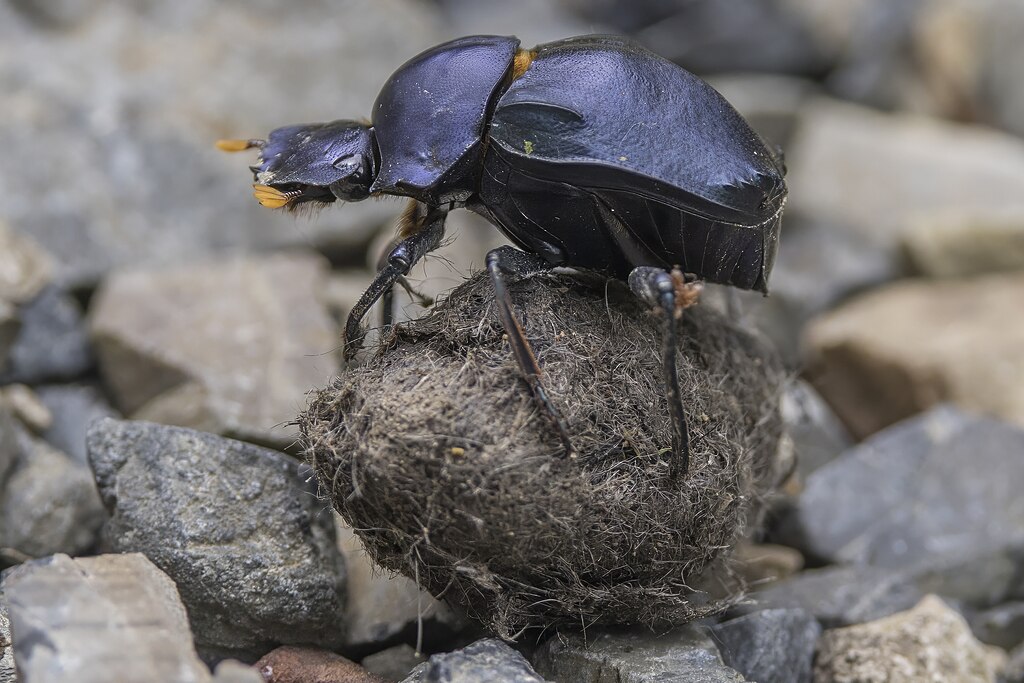 Dung beetle on the rocks