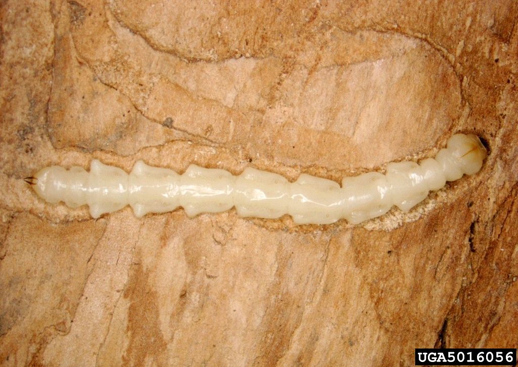 Emerald ash borer larva in ash tree