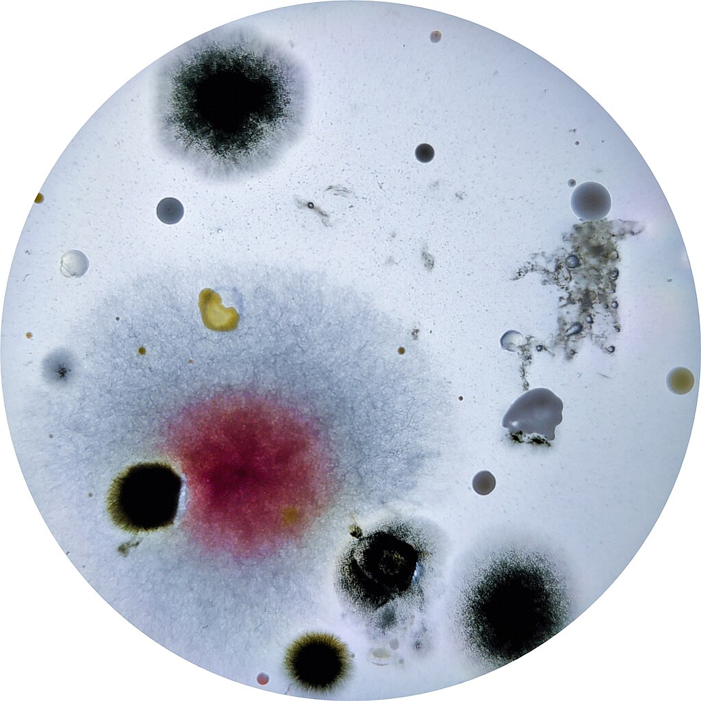 Organism under microscope