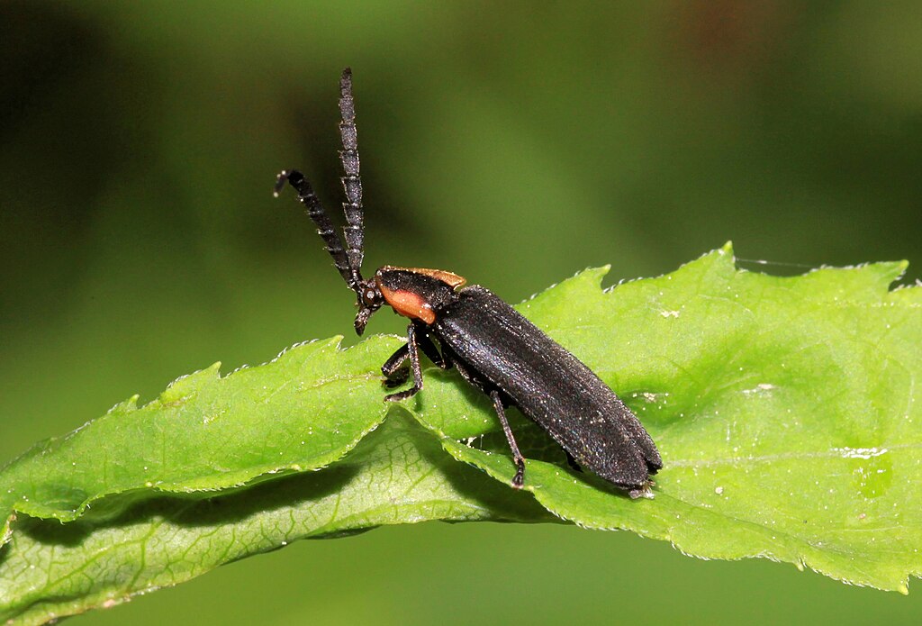 A winter firefly on a leaf