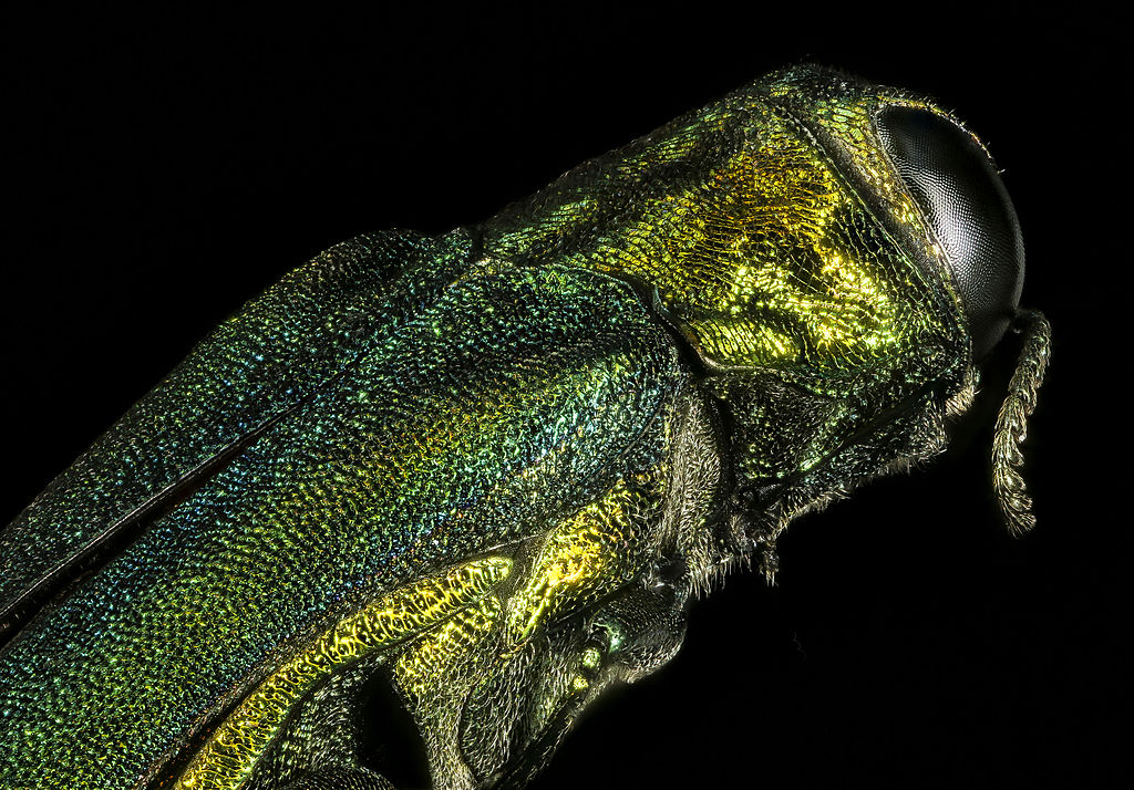 Emerald ash borer side-view, close-up