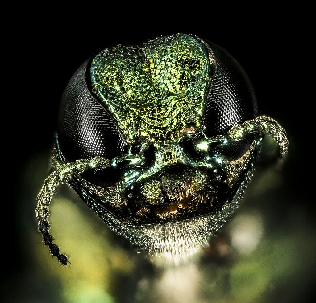 Emerald ash borer face close-up