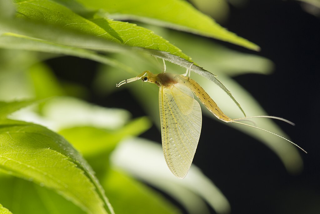Mayfly under a leaf
