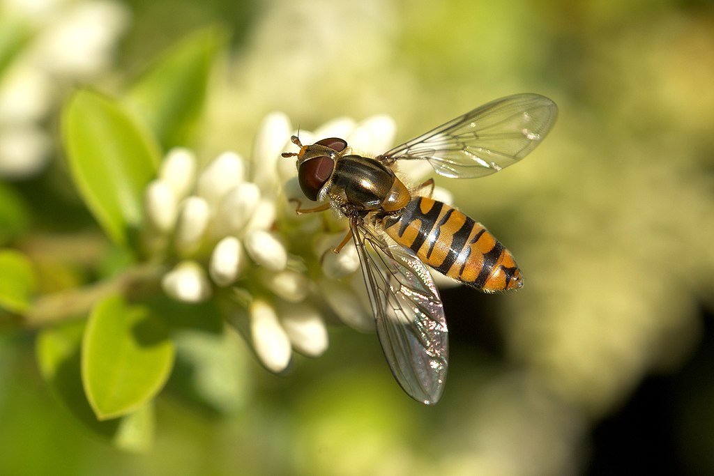 A bee on a flower
