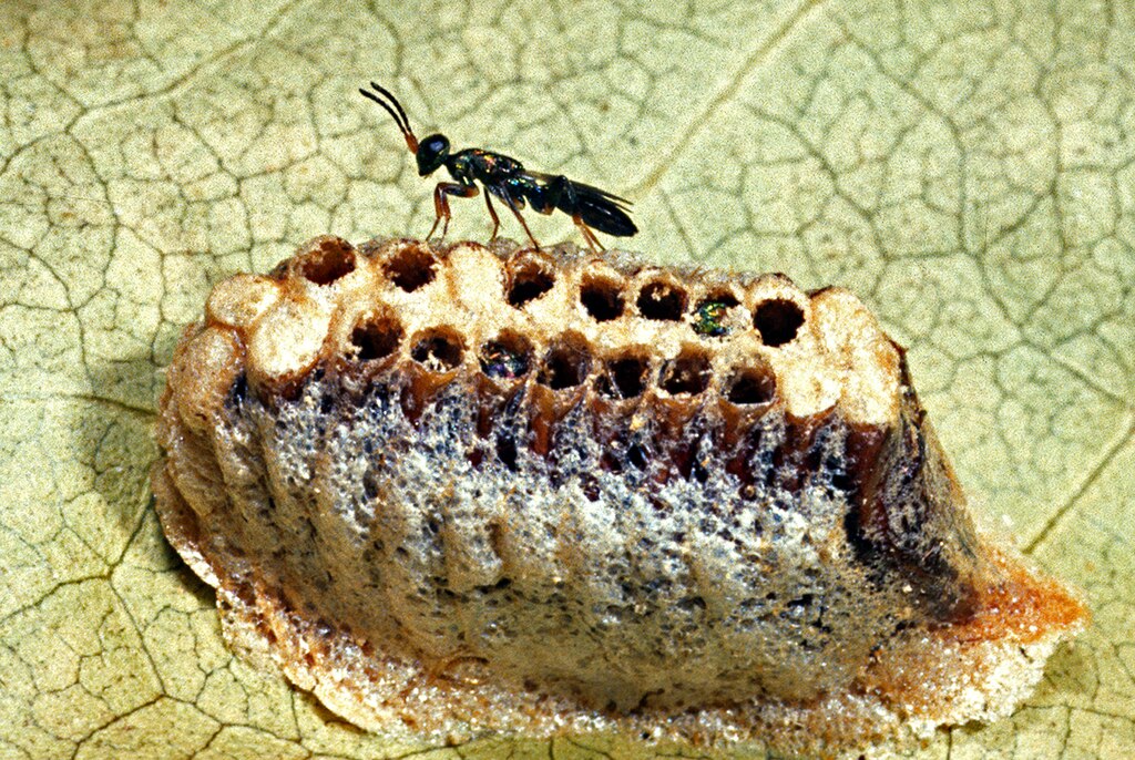 Parasitoid Wasp, Eupelmus antipoda (Eupelmidae) on Mantid egg case