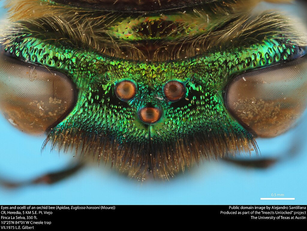 Eyes and ocelli of an orchid bee