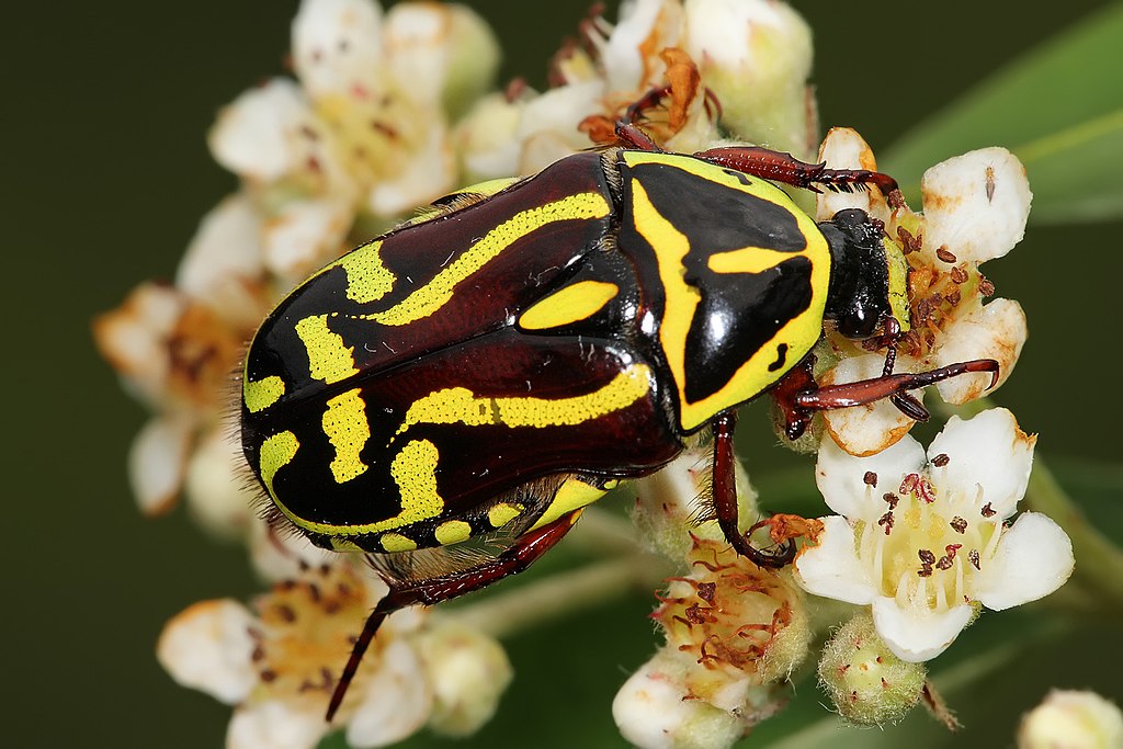Fiddler beetle on a shrub