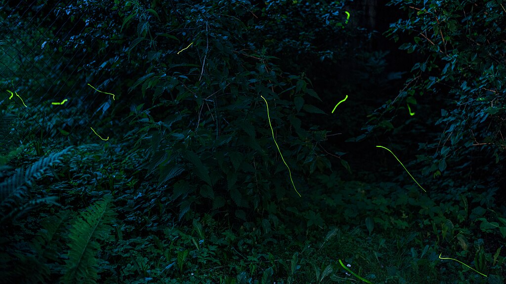 Fireflies in the forest