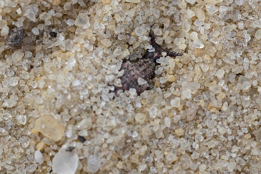 Antlion larva hiding on the sands