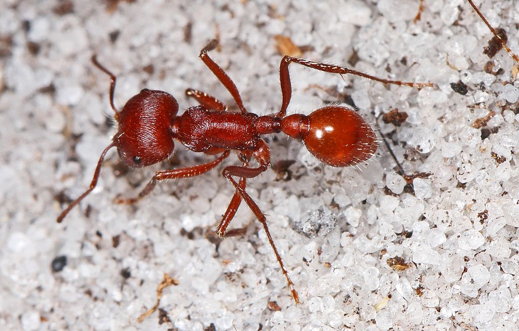 Florida harvester ant on the sand