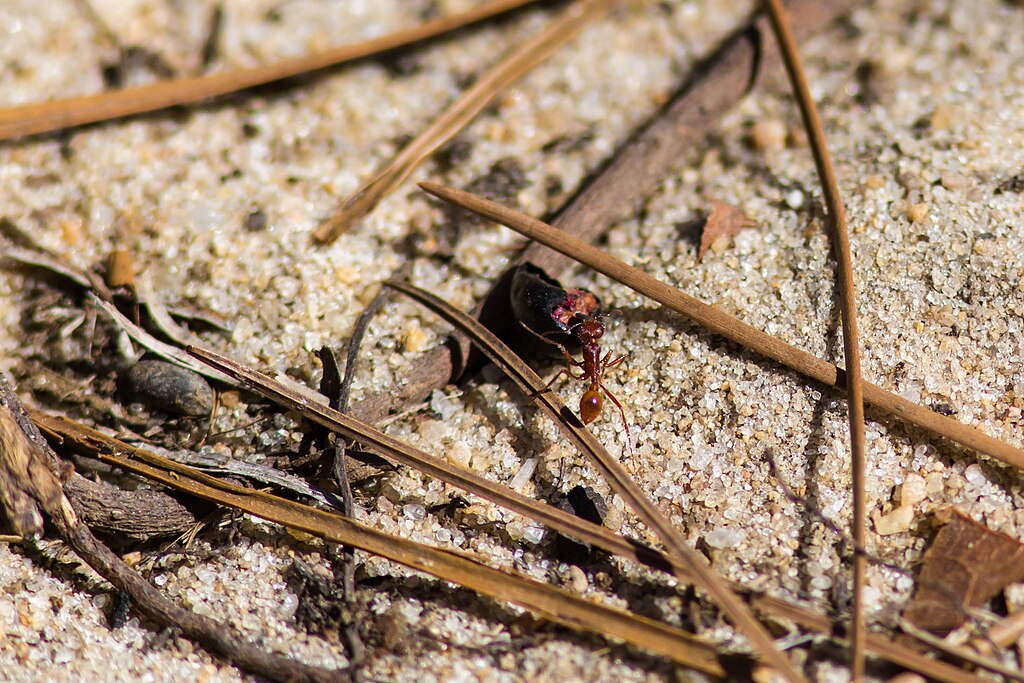 Florida harvester ant on the sand with dried small branches
