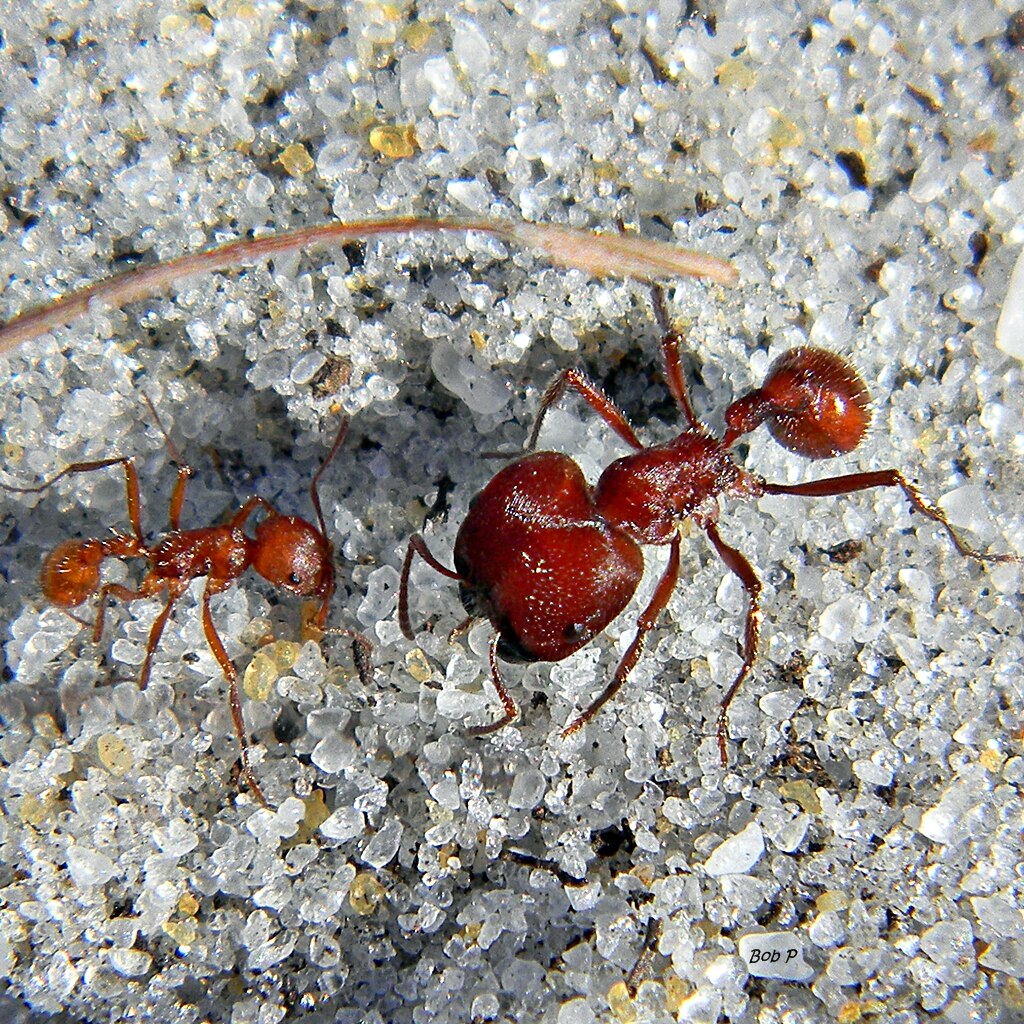 Florida harvester ant minor and major worker.