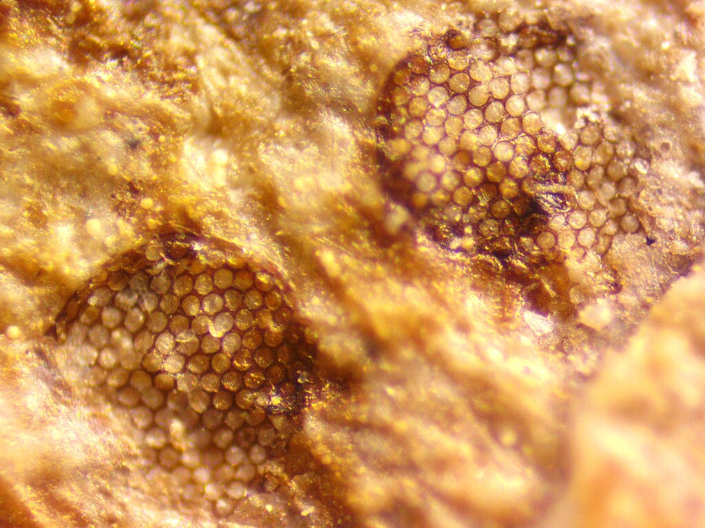 A pair of fossilized compound eyes