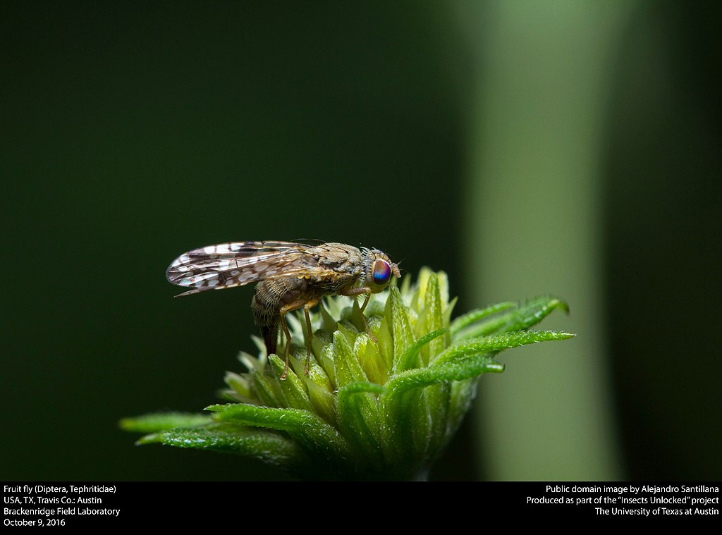 Fruit fly on a flower