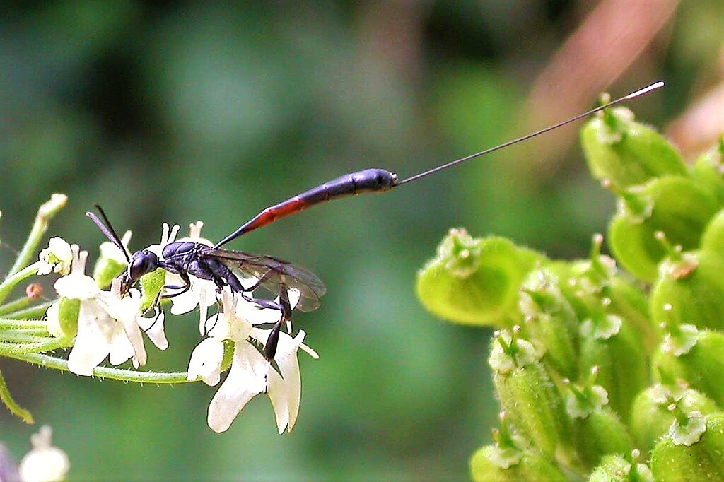 Parasitic wasp on a flower